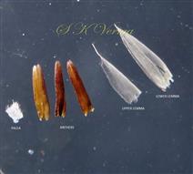  Parts of floret of pedicelled spikelet